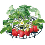 Strawberry Support Set Keeping Fruit Elevated to Avoid Ground Rot
